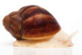 Archachatina puylaerti albino body juvenil 4cm